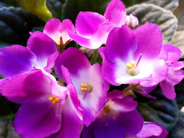 A violeta-africana é um clássico para quem quer ver o surgimento de pequenas mudas na base do pecíolo da folha — Foto: Pixabay/Creative Commons