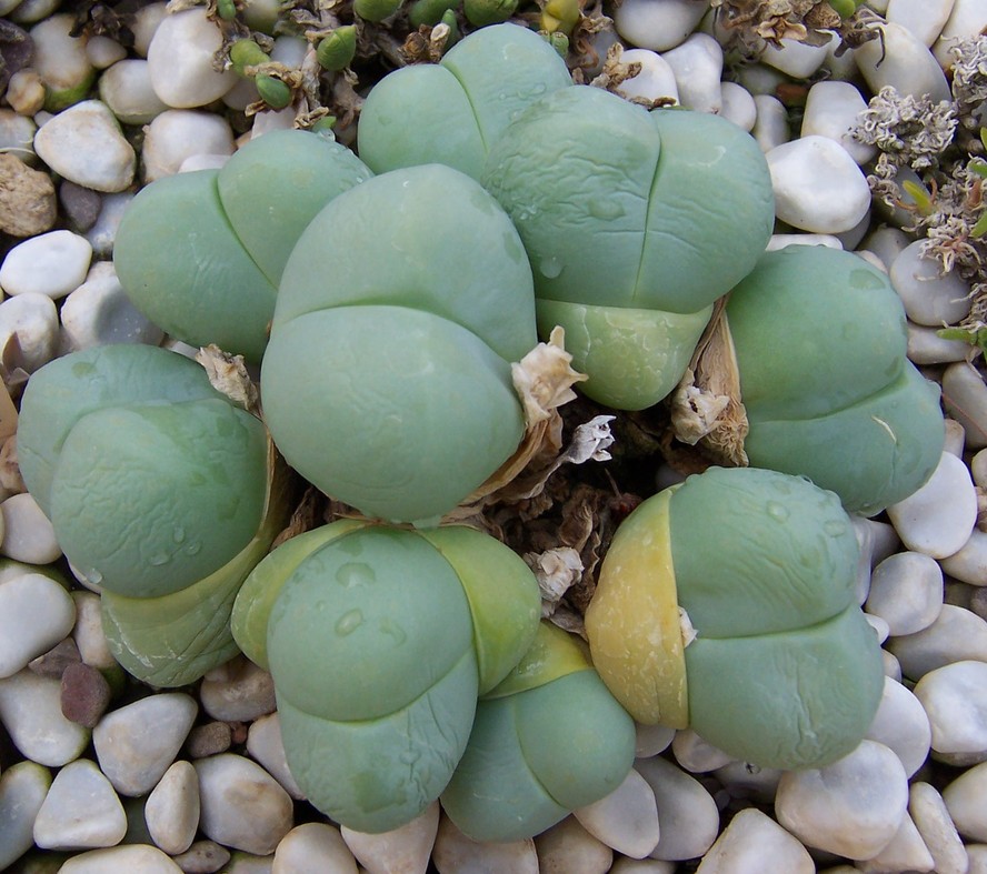 A Gibbaeum heathii é conhecida como bababoutjies – que se traduz, no dialeto local, como bumbum de bebê