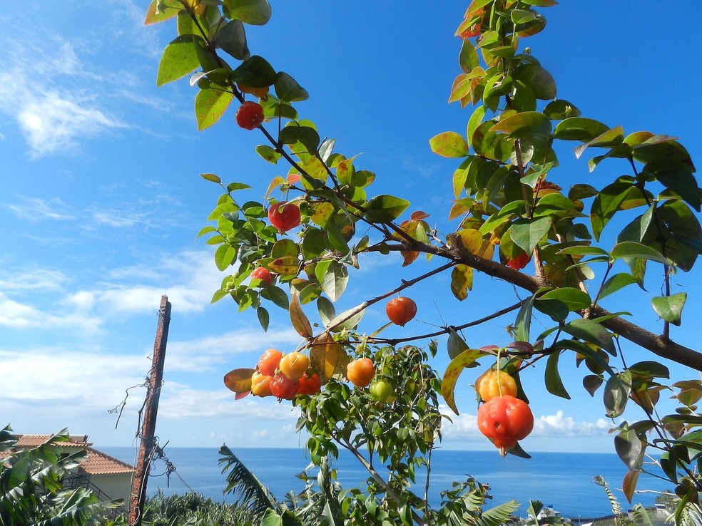 A pitangueira dá o fruta de mesmo nome e gosta de sol pleno — Foto: Wikimedia / Higino Faria / Creative Commons