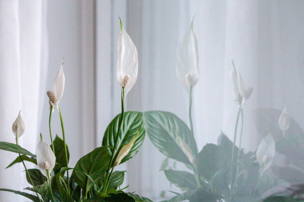 O lírio-da-paz gosta de ambientes claros sem luz direta e produz brácteas brancas que lembram flores — Foto: Unsplash / Outi Marjaana / CreativeCommons