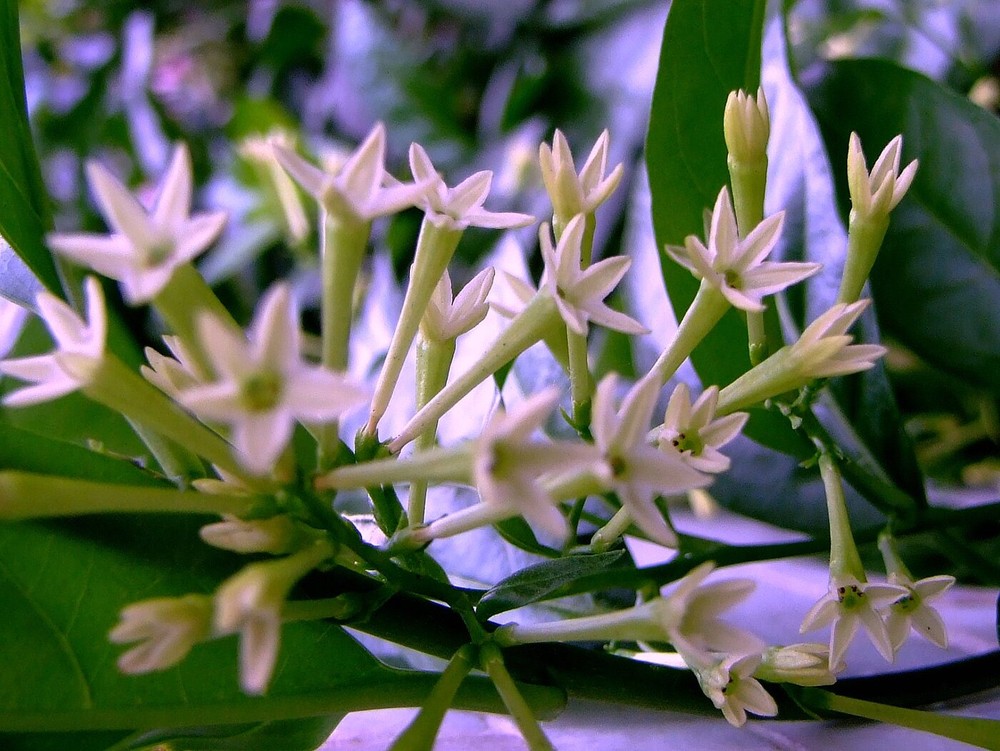 Dama-da-noite: como cultivar a flor com perfume exuberante