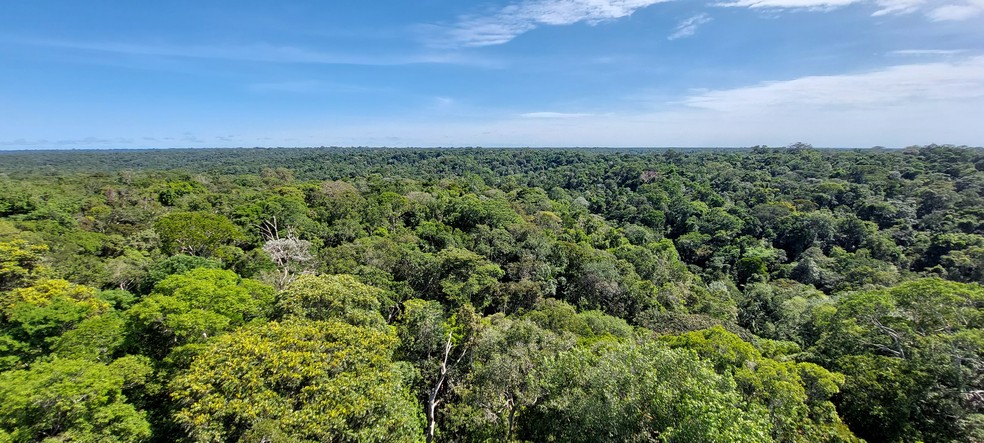 Era difícil encontrar evidências da presença indígena na Amazônia durante o período pré-colombiano devido à alta densidade da floresta — Foto: Hans ter Steege / Divulgação