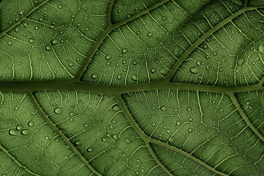 Clorofila: o que é e qual a função do pigmento para as plantas