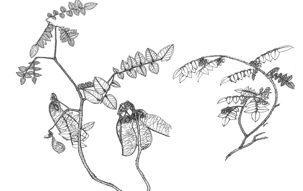 Ilustração de 'Machaerium guidone'. À esquerda, ramo, com frutos; e à direita, ramo, com flores — Foto: Valner Matheus Milanezi Jordão/Retirada do artigo "Machaerium guidone (Leguminosae: Papilionoideae: Dalbergieae) — uma nova espécie notável do nordeste do Brasil, com uma chave revisada para as espécies de Machaerium da Caatinga"