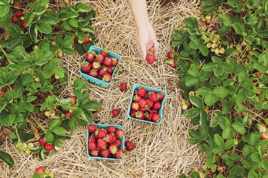 Jogos da Moranguinho - Colhendo Morangos (Harvesting Strawberries