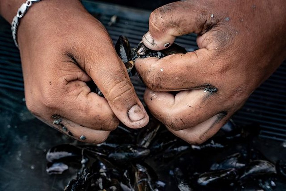 O molusco sururu é uma importante fonte de renda para as comunidades locais do Alagoas — Foto: Ricardo Wolffenbüttel / IABS Brasil / Divulgação