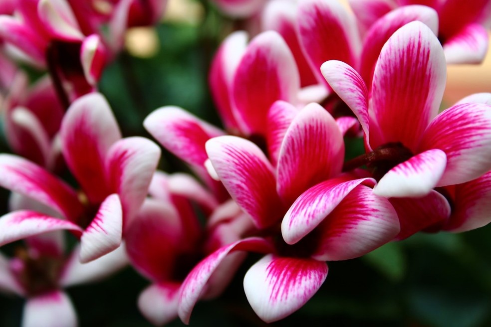 As variedades de ciclame mescladas, como essa rosa e branca, despertam interesse entre os pais de planta — Foto: Pixabay / armennano / CreativeCommons