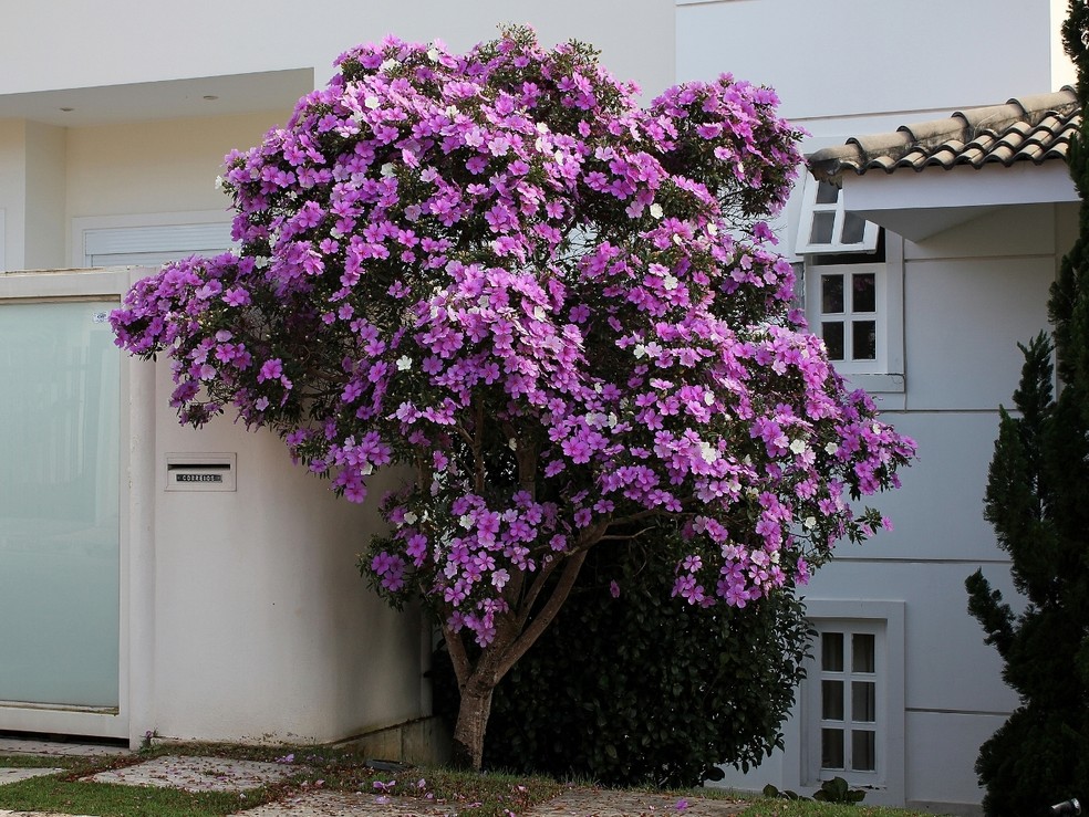 Manacá-da-serra: saiba tudo sobre a planta ótima para áreas externas | Paisagismo | Casa e Jardim