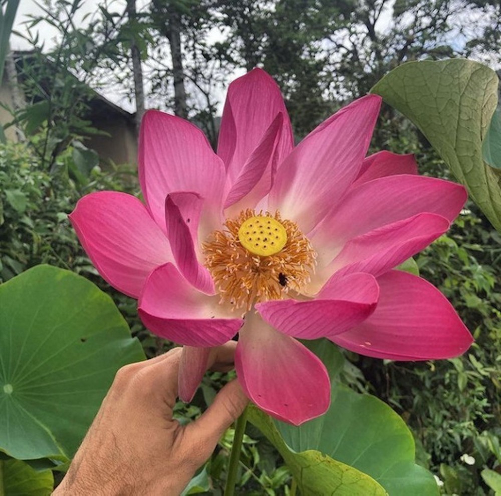 Conheça 7 das maiores e mais incríveis flores do planeta