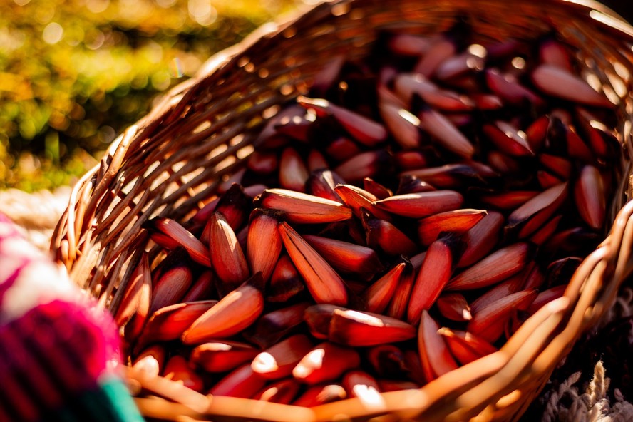 Saiba como cultivar araucária e produzir pinhão fresco direto do seu jardim