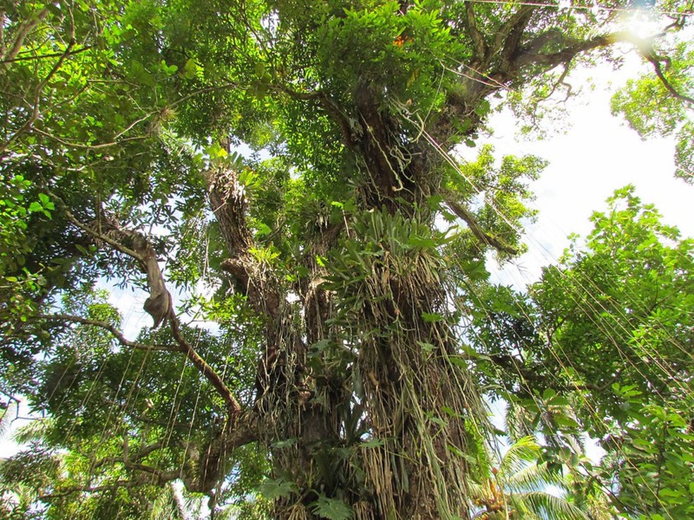 O Gran Abuelo, no Chile, possivelmente é a árvore viva mais antiga do mundo, com mais de 5 mil anos de idade — Foto: Wikimedia / Creative Commons