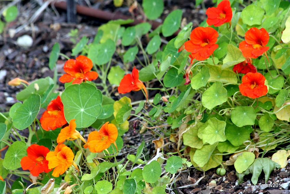 A capuchinha é uma planta de fácil cultivo, com lindas flores, que podem ter cores vermelhas, alaranjadas, brancas ou amarelas — Foto: manuel m. v / Flickr / Creative Commons