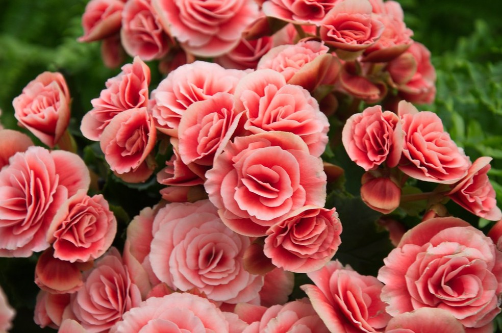 A Begonia elatior tem flores maiores que as outras espécies do gênero, que se assemelham a rosas — Foto: Flickr / Creative Commons