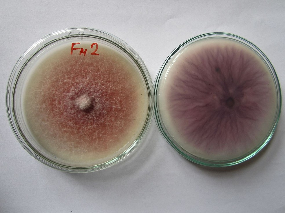 Cultura do fungo Fusarium sp. com coloração púrpura, cultivada em substrato nutriente KDA (ágar batata dextrose) — Foto: Tashkoskip / Wikimedia Commons