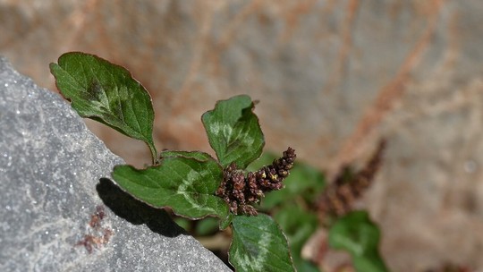 Caruru: conheça a erva-daninha alimentícia de alto valor nutricional