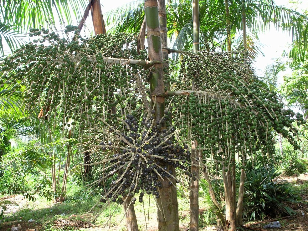 O açaí, fruto que ganhou o mundo, vem de uma árvore nativa da Amazônia — Foto: Flickr / Lon&Queta / Creative Commons