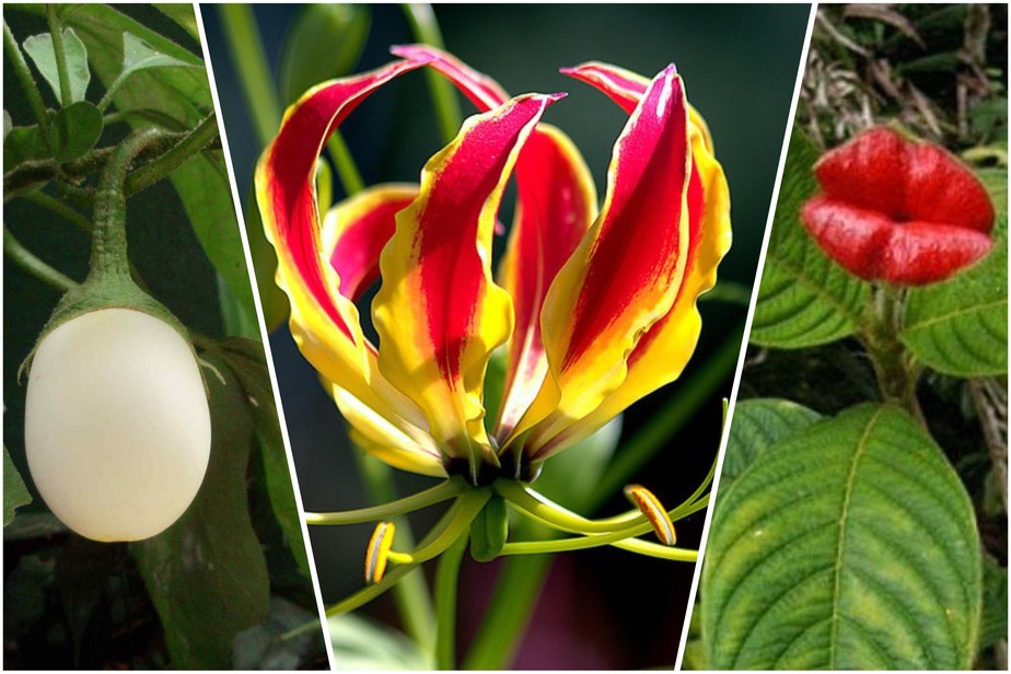 Plantas Exoticas Raras 300x375