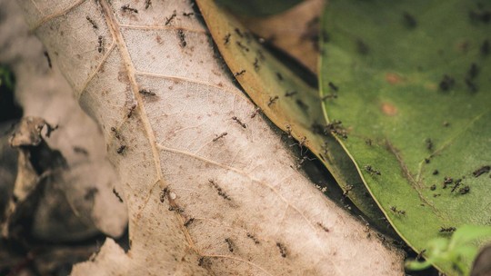 Como acabar com as formigas nas plantas? Confira dicas simples!