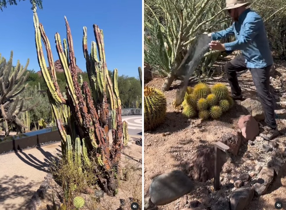 Os saguaros (esquerda) são cactos nativos do Deserto de Sonora — Foto: Instagram / @dbgphx / Reprodução