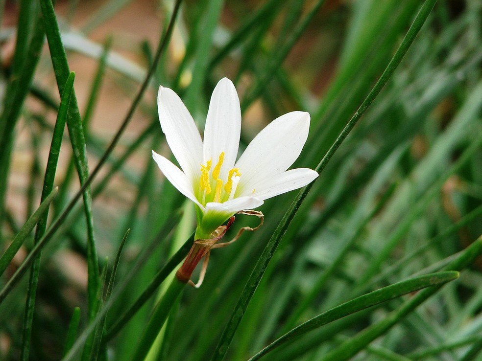 Apesar de belas, as flores das carapitaias podem não se desenvolver ou sofrer ataque de pragas — Foto: M.arunprasad / Wikimedia Commons / CreativeCommons