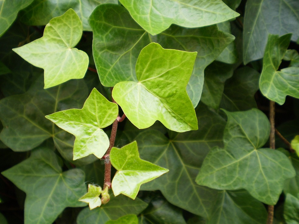 Hera-inglesa: como cultivar a trepadeira e propriedades medicinais