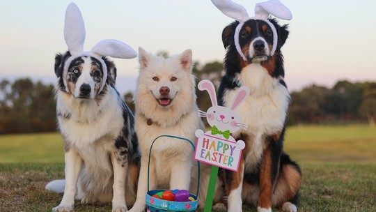 Cuidados com os pets na Páscoa: brincadeiras, ovos, petiscos seguros; confira!