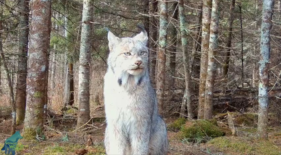 Câmeras de trilha capturam raras imagens de lince-do-canadá em floresta dos EUA — Foto: X / @VoyaWolfProject / Reprodução