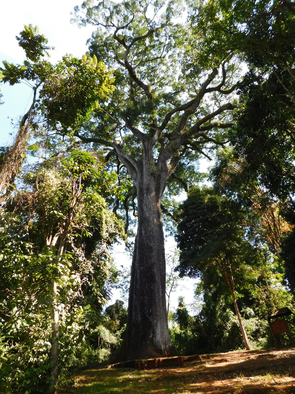 O Patriarca da Floresta pode ser visitado no Parque Estadual do Vassununga, no interior do estado de São Paulo — Foto: Wikimedia / Creative Commons