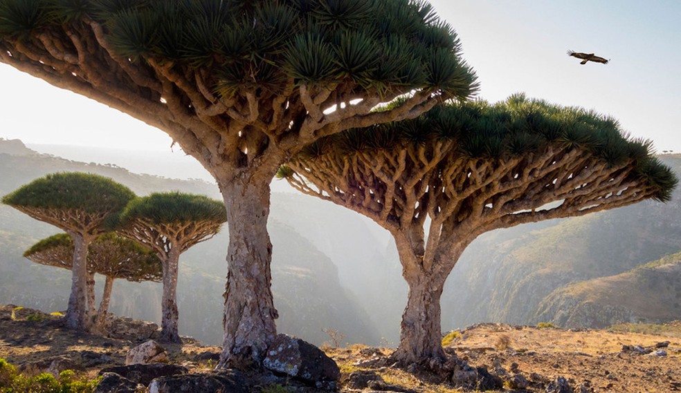 A árvore sangue de dragão marca a paisagem enigmática da ilha de Socotra — Foto: Wkimedia / Andrey Kotov200514