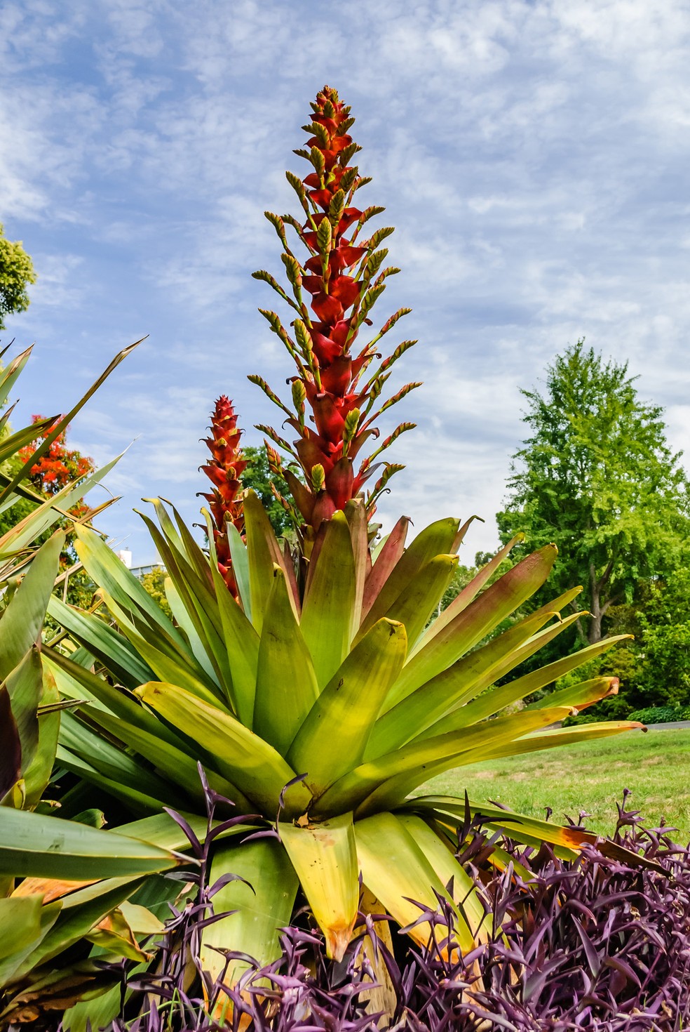 Bromélia imperial: conheça a planta brasileira que atrai beija-flores
