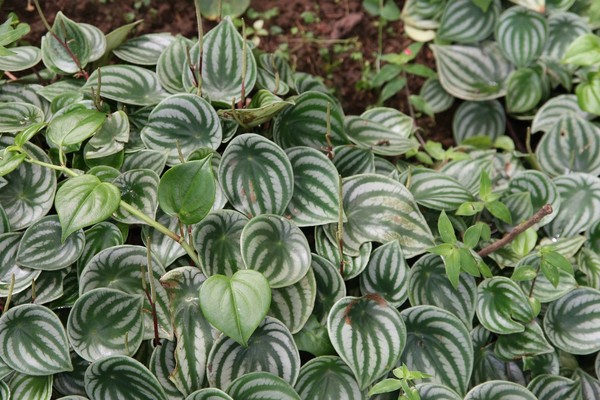 A peperômia renova a vida na água através de folhas carnosas que, mesmo cortadas ao meio, utilizam o estímulo hídrico para gerar uma profusão de pequenas raízes e novos brotos na base da lâmina — Foto: Wikimedia/David J. Stang/Creative Commons