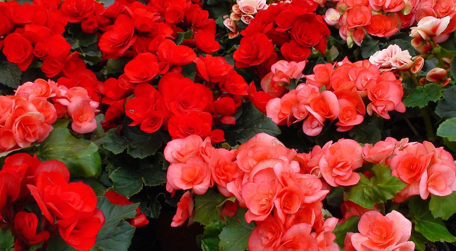 Begonia Elatior Como Cuidar