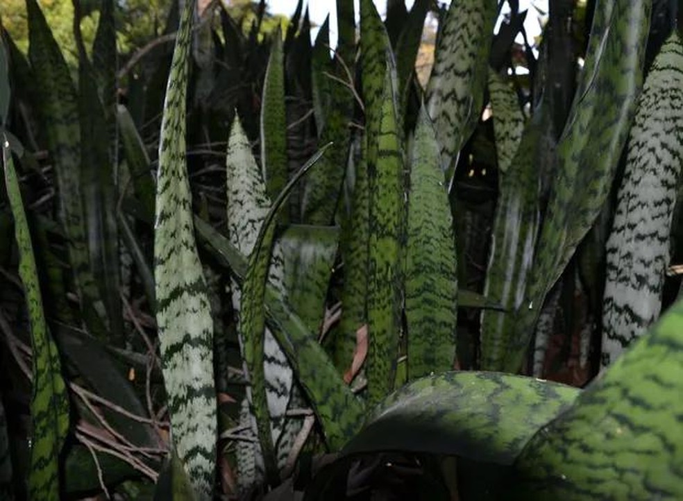 A espada-de-são-jorge pode ser cultivada em floreiras para trazer mais privacidade ao quarto — Foto: Onofre Castilho / Flickr / Creative Commons