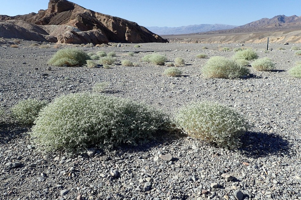 A Tidestromia oblongifolia é endêmica dos desertos da Califórnia, nos Estados Unidos — Foto: Krzysztof Ziarnek / Wikimedia Commons / Creative Commons