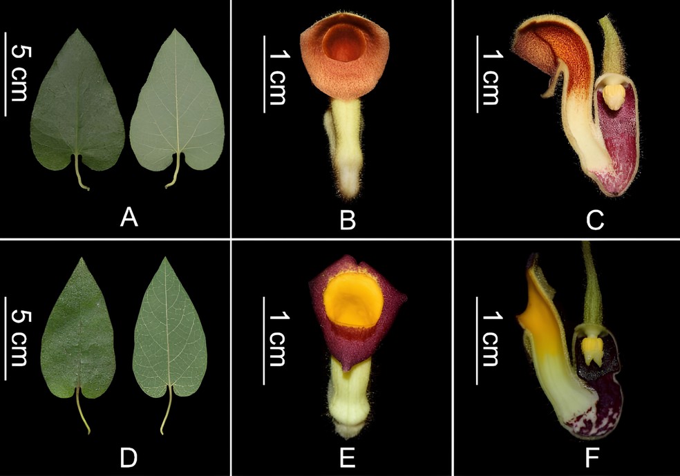 Comparações morfológicas das folhas e flores da Isotrema cangyuanense (A – C) com as da I. kunmingense (D – F) — Foto: Reprodução / Taiwania International Journal of Biodiversity