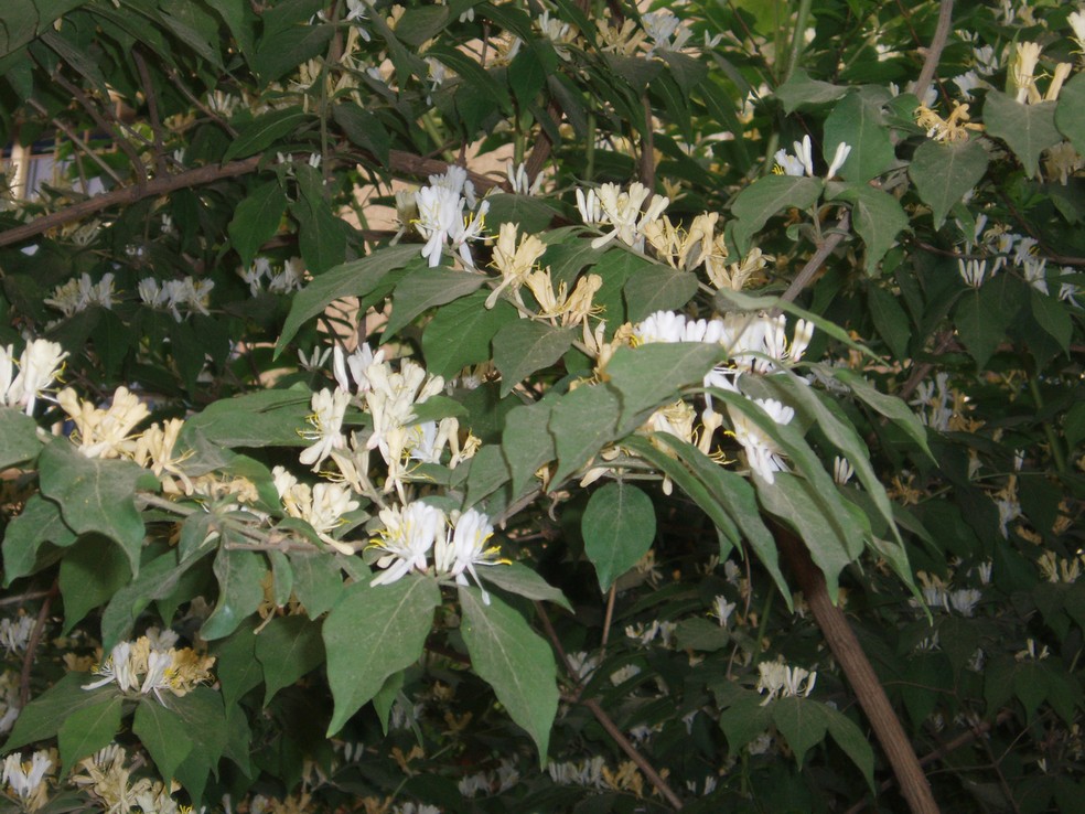 Amur honeysuckle, Madressilva de Amur, ou ainda, Lonicera maackii é considerada uma planta invasora — Foto: Fanghong / Wikimedia Commons