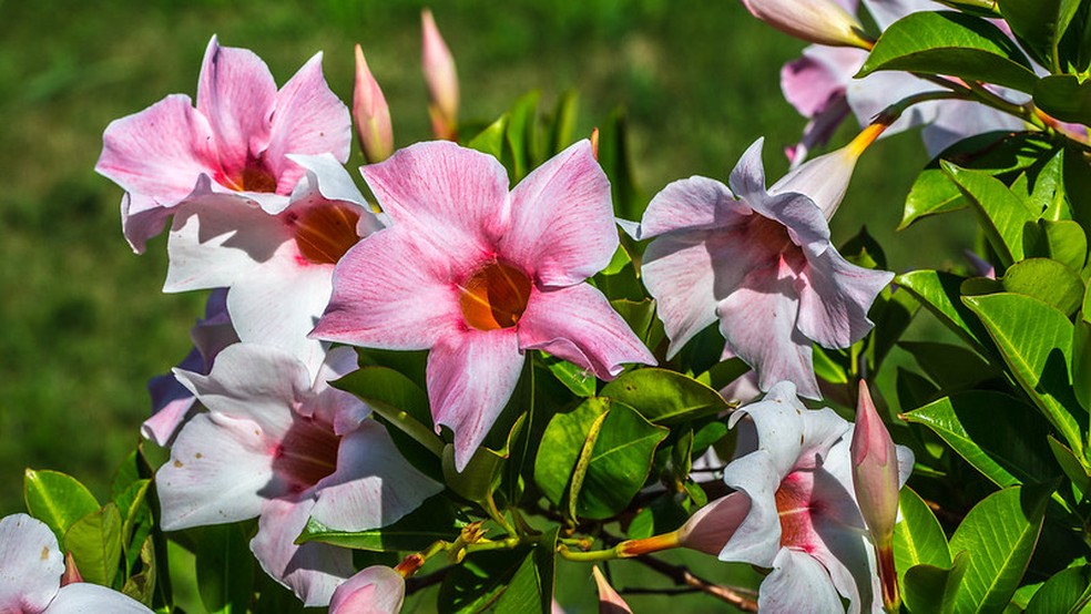 A Mandevila Hybrid, criada a partir da mistura de espécies, pode apresentar flores mescladas — Foto: Jacques BARBARY / Flickr / Creative Commons