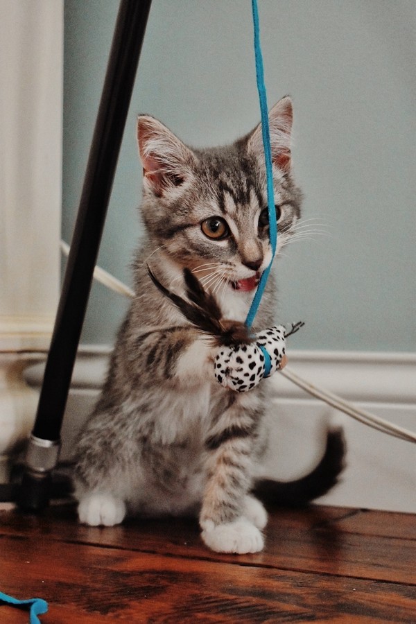 Afinal, gato pode ou não pode brincar com laser? - Pets da Lets