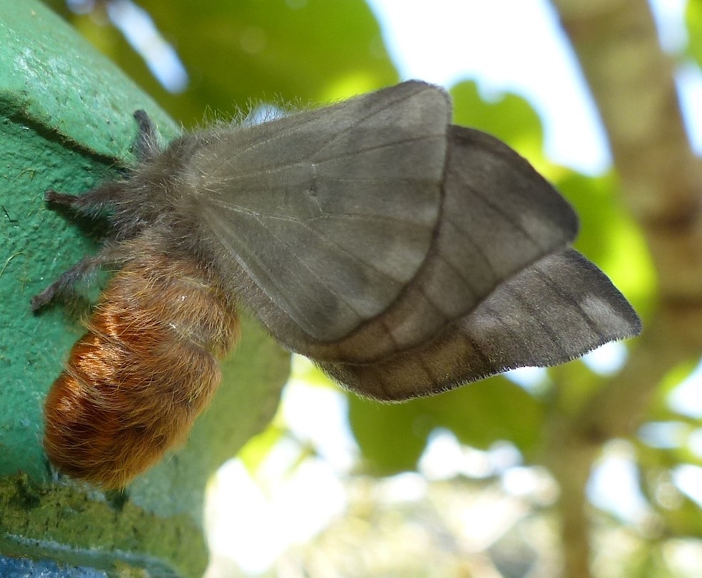 As mariposas fêmeas adultas do gênero Hylesia (Saturniidae) apresentam cerdas venenosas no abdômen — Foto: Flickr / Helio Lourencini / Creative Commons