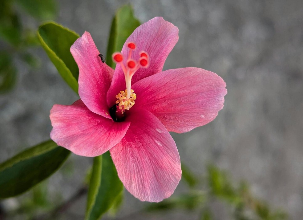 A principal indicação para a poda do hibisco é eliminar folhas danificadas e respeitar a estrutura da planta — Foto: Pexels/Abu Rayhan Mia/Creative Commons