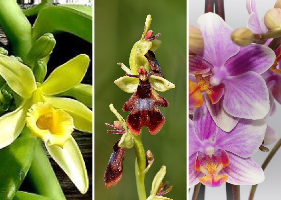 O que torna as orquídeas tão especiais? Descubra em 5 curiosidades