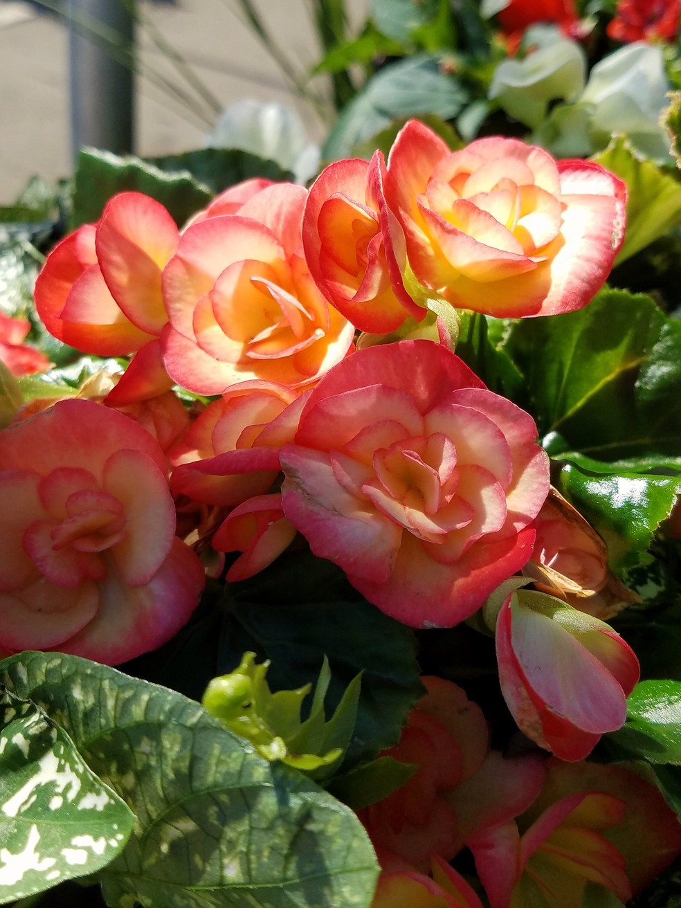 Begônia elatior: como cuidar da planta que floresce no inverno
