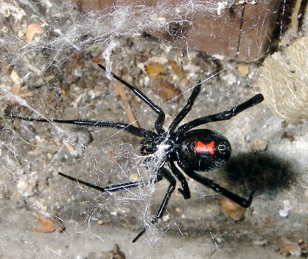 A viúva negra (Latrodectus mactans) é uma aranha que tem manchas vermelhas no corpo — Foto: Wikimedia / Steve Jurvetson / Creative Commons