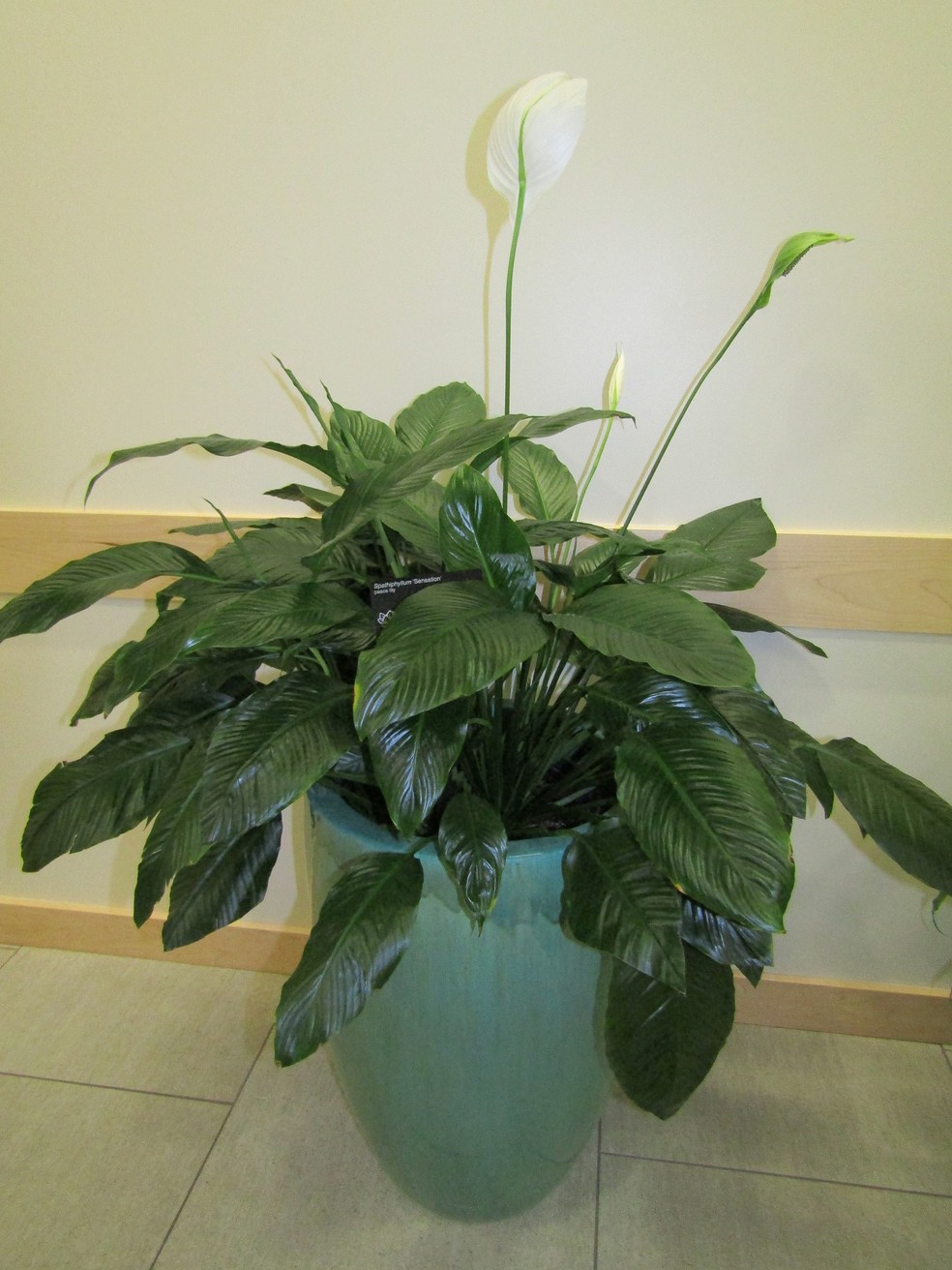 O lírio-da-paz gigante também é considerado uma planta filtradora, capaz de limpar os poluentes do ar  — Foto: Flickr / Ben P L / CreativeCommons