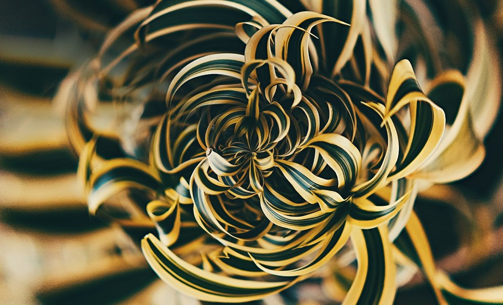 Com folhas de aparência plissada, a Dracaena reflexa demanda luz difusa ou meia-sombra para cultivo ideal — Foto: Unsplash / Leiada Krozjhen / CreativeCommons