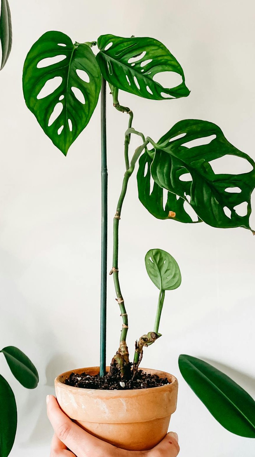 Monstera adansonii: tudo sobre a planta