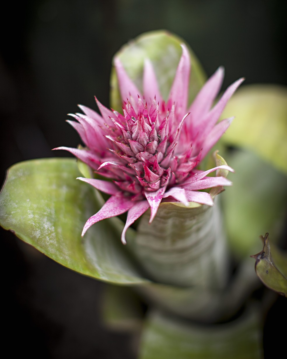 A flor rosa e exótica da bromélia Aechmea torna esta espécie ainda mais apreciada — Foto: Gui Morelli / Editora Globo