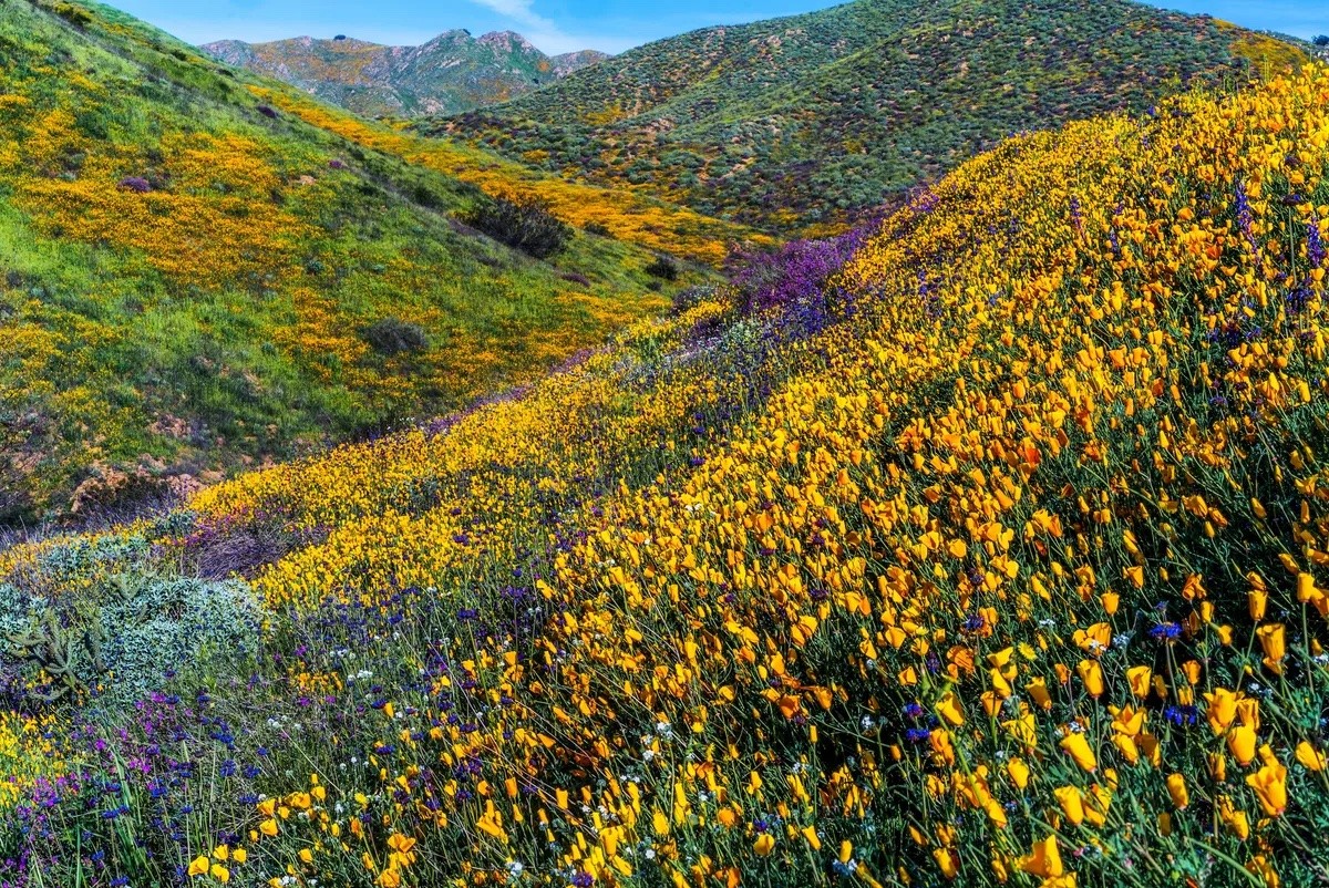 Un fenómeno que se podrá ver desde el espacio, la superfloración volverá a ocurrir en California |  paisajismo