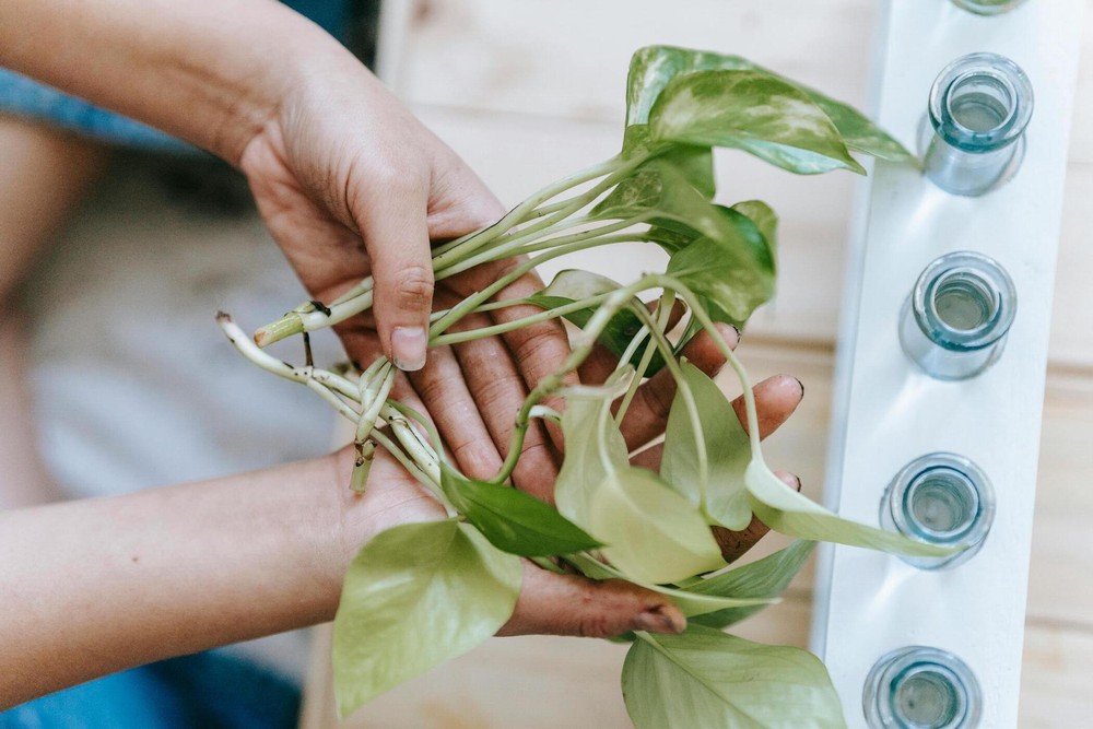 Como Plantar Jiboia Na Terra