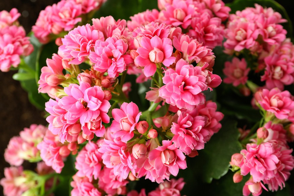 A flor-da-fortuna tem florações intensas e vibrantes, como a desta espécie rosa — Foto: Freepik / Divulgação